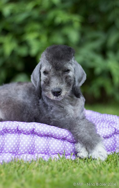 2014-07-03 Cherry-6809-2.jpg